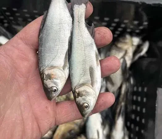 Мальок однорічка зарибок: короп, амур, товстолоб - фото № 1