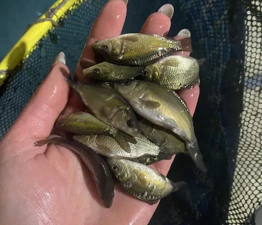 Зарибок для водойм коропа - фото № 1