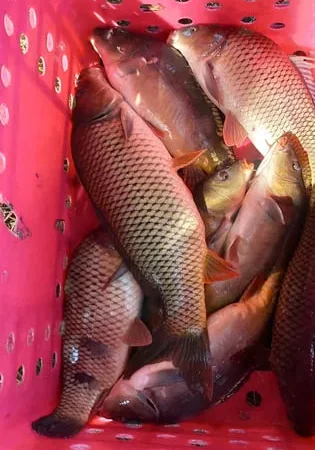 Короп, зарибок 2- річка з доставкою - фото № 1