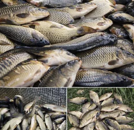 Зарибок, мальок риби – короп, товстолоб, амур - фото № 1