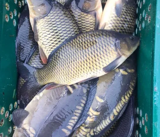 Продам зарибок (малек) короп - фото № 1