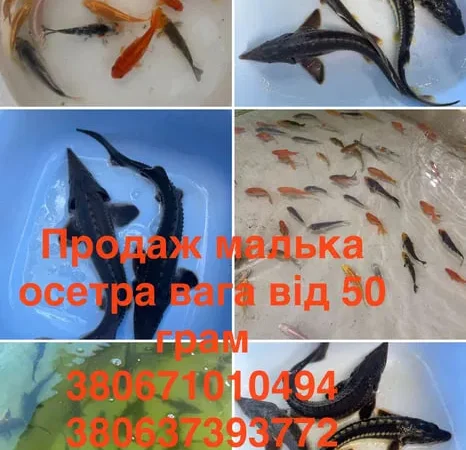 Мальок, риба, зарибок, гібрид осетра, карпи кої - фото № 1