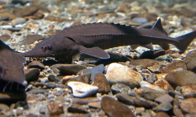 Малек Ленского осетра - фото № 1