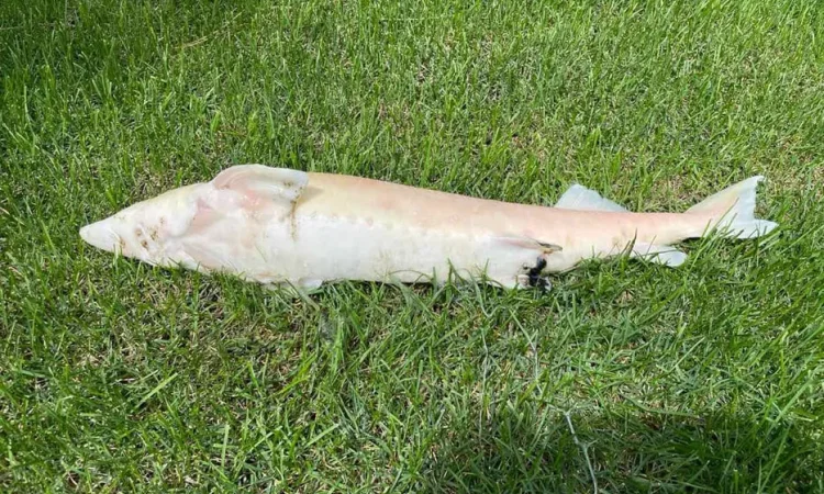 Підрощений зорибок, підрощений мальок, осетр - фото № 1