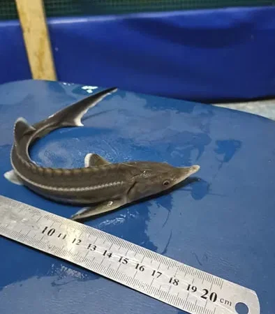 Осетри для акваріума в ставок в озеро - фото № 1