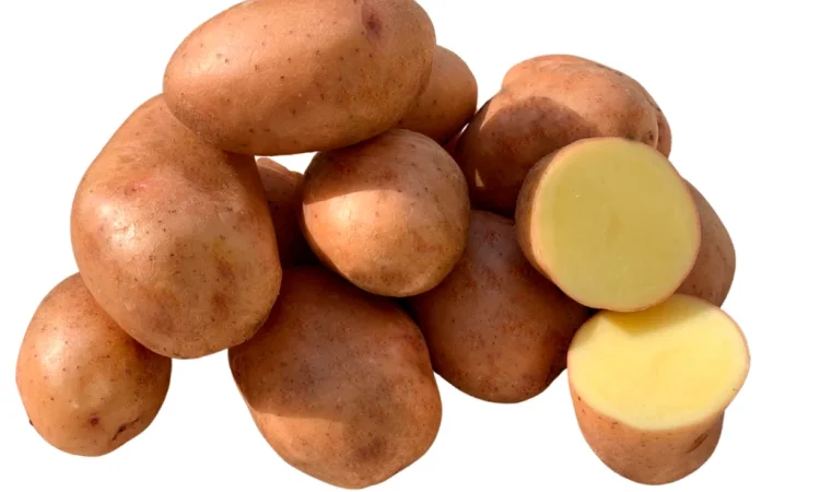 Насиннєва картопля Мирослава (1 репродукція) - продажа - фото № 1