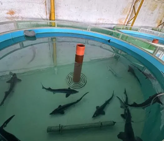 Цьогорічний зарибок стерляді та осетра - фото № 1