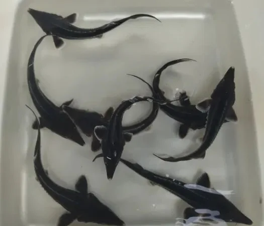 Малёк Осетра 2025 года.Киев - фото № 1