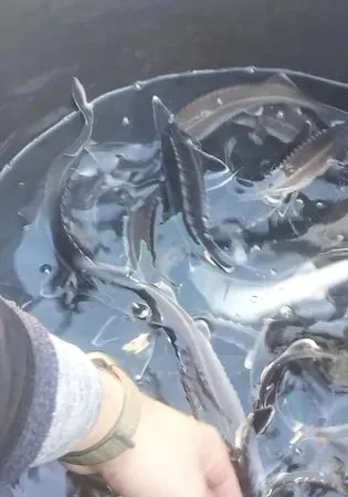 Мальок зарибок рибка осетр форель - фото № 1