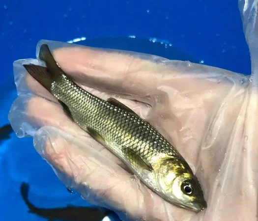 Зарибок мальок Налим Короп Лин білий Амур - фото № 1