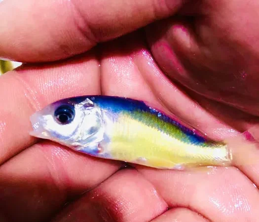 Рибне господарство пропонує зарибок  білий амур - фото № 1