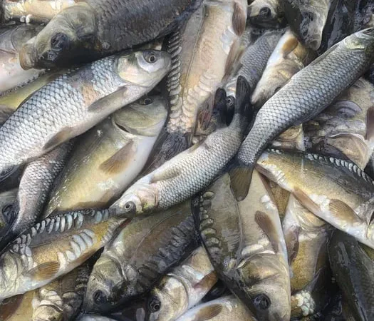 Зарибок білого амура, дзеркального коропа - фото № 1