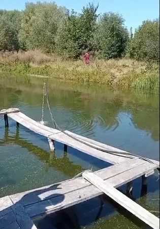 Зарибок білого амура. - фото № 1