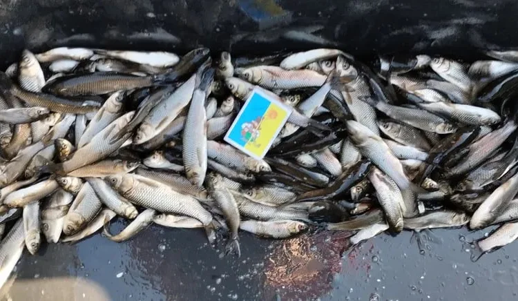 Зарибок Білий Амур Короп - фото № 1