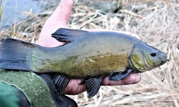 Продам лина з власної водойми на зарибок (линя) - фото № 1