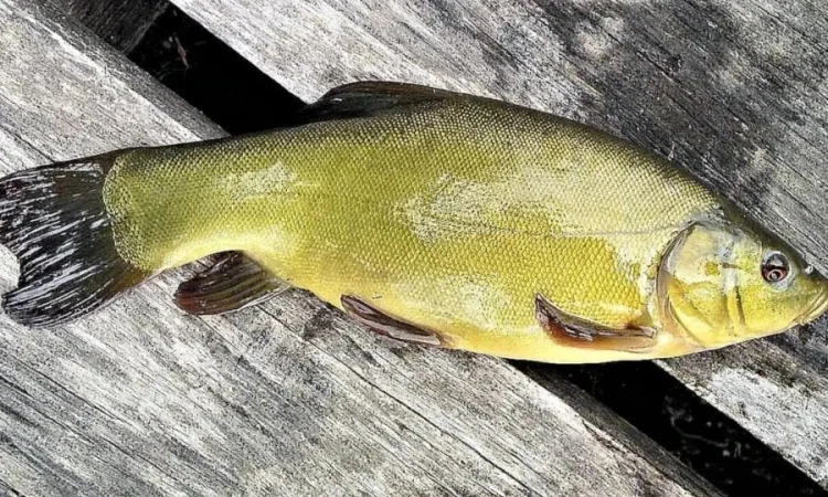 Зарибок Линя- швидкозростаючого. - фото № 1