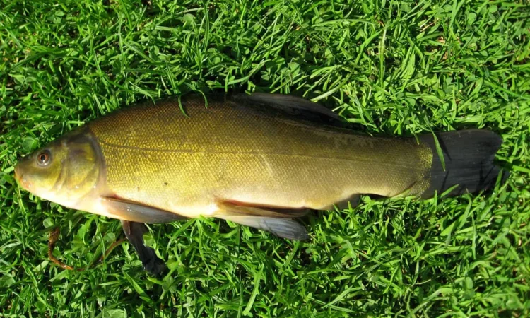 Продам зарибок лина власної водойми (линя,лин) - фото № 1