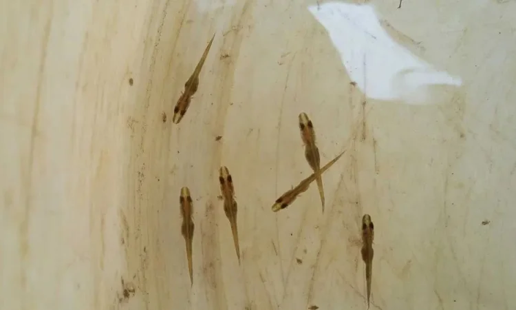 Личинка щуки, зарибок - фото № 1