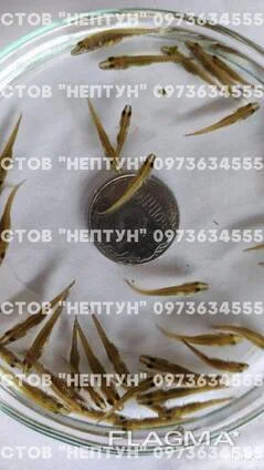 Подрощенная личинка щуки 2-3 см - фото № 1