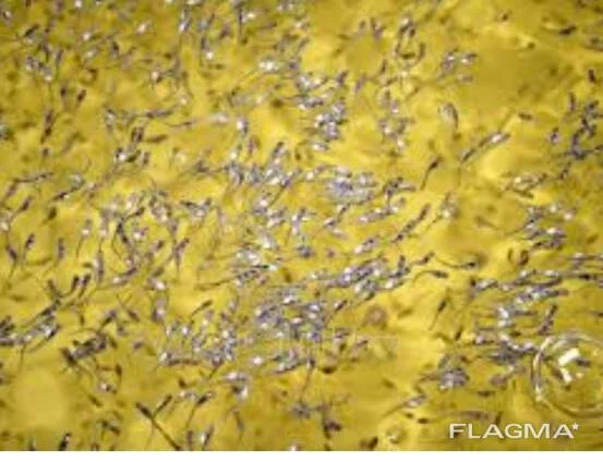 Личинка Щуки, Судака подрощенного в озеро. - фото № 1