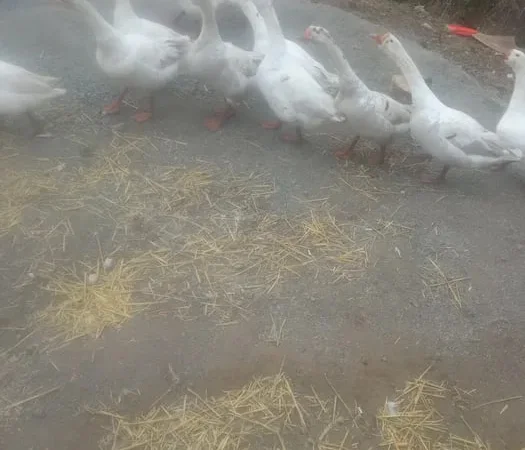 Продам молодые гуси - фото № 1