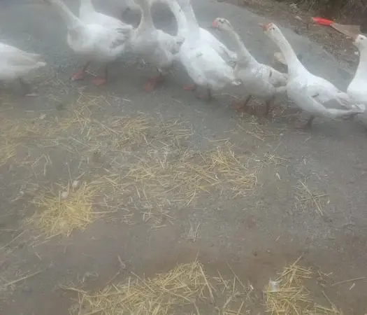 Продам молоді гуси - фото № 2