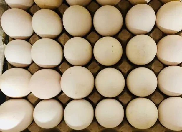 Гусячі- індичі яйця / інкубація та харчування - фото № 1