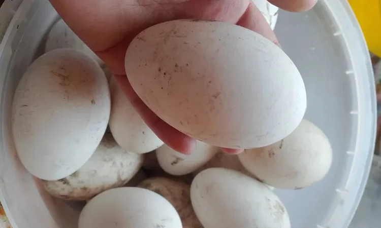 Домашні гусячі яйця харчові та інкубаційні - фото № 1