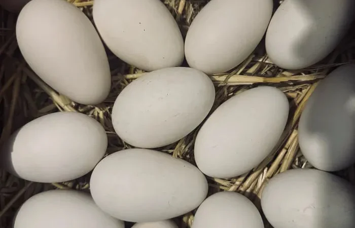 Інкубаційні яйця гуски - фото № 1