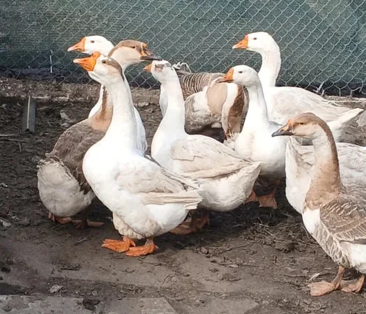 Гусячі інкубаційні яйця. - фото № 1