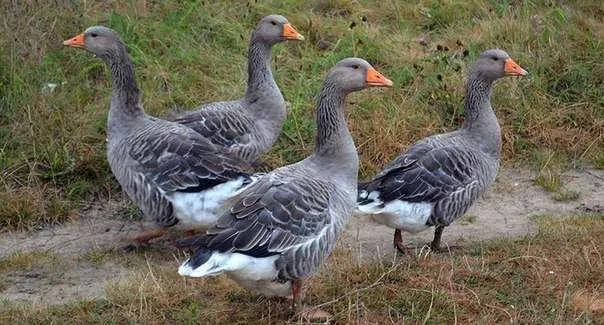 Гусячі яйця для виводку - фото № 1