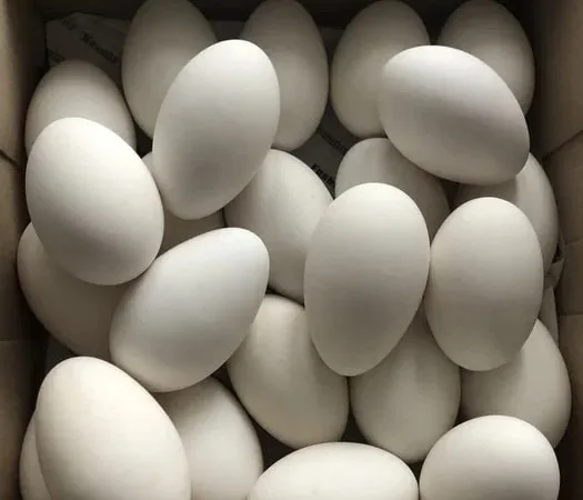 Гусячі яйця інкубаційні - фото № 1