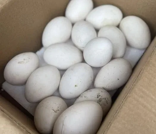 Гусячі яйця гуси інкубаційні - фото № 1
