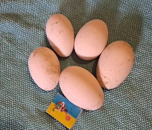 Інкубаційні гусячі яйця - фото № 1
