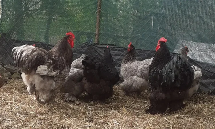 Інкубаційні яйця Кохінхіна! - фото № 1