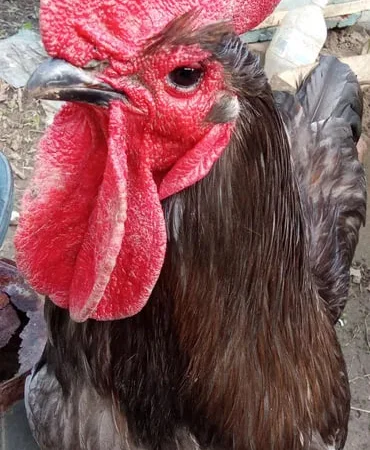 Продам курячі інкубаційні яйця порода джергійс. - фото № 1