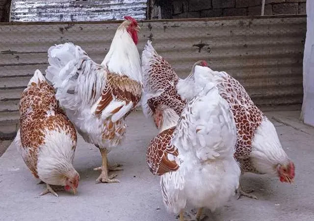 Інкубаційне яйце (курчата). Віандот:біле золото - фото № 1