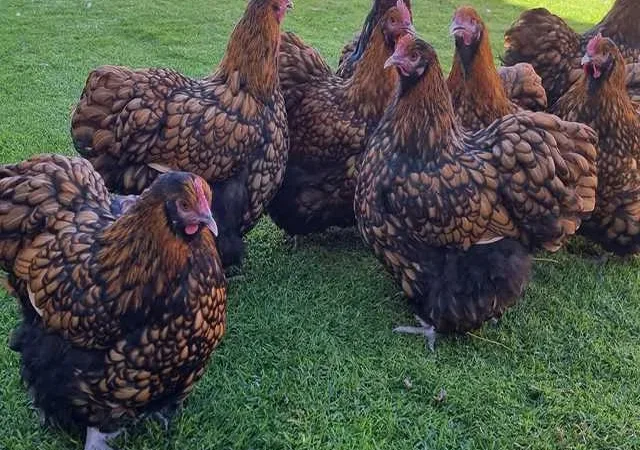 Інкубаційне яйце (курчата). Орпінгтон: лаванда - фото № 1