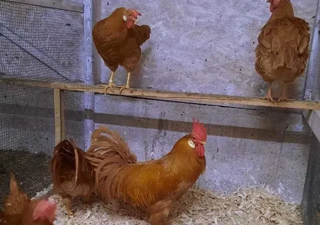 Інкубаційне яйце (курчата). Леггорн: палевий - фото № 1