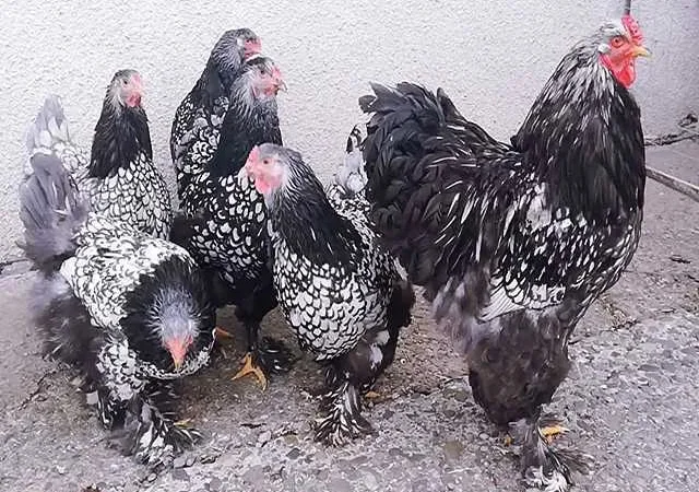 Інкубаційне яйце (курчата). Брама: срібло, лимон - фото № 1