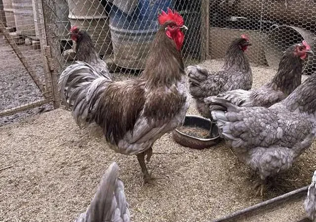 Інкубаційне яйце (курчата). Джерсійський гігант - фото № 1