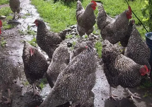 Інкубаційне яйце (курчата).Мехеленська зозуля - фото № 1