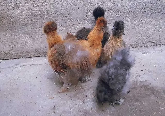 Інкубаційне яйце (курчата). Китайська шовкова - фото № 1