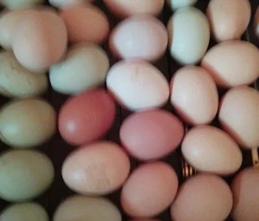 Інкубаційне яйце Мікс куряче - фото № 1