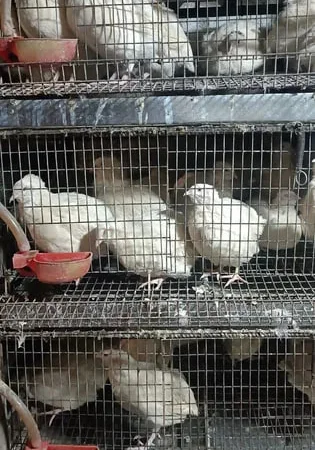 Яйце перепелине інкубаційне. Порода "Техас" - фото № 1