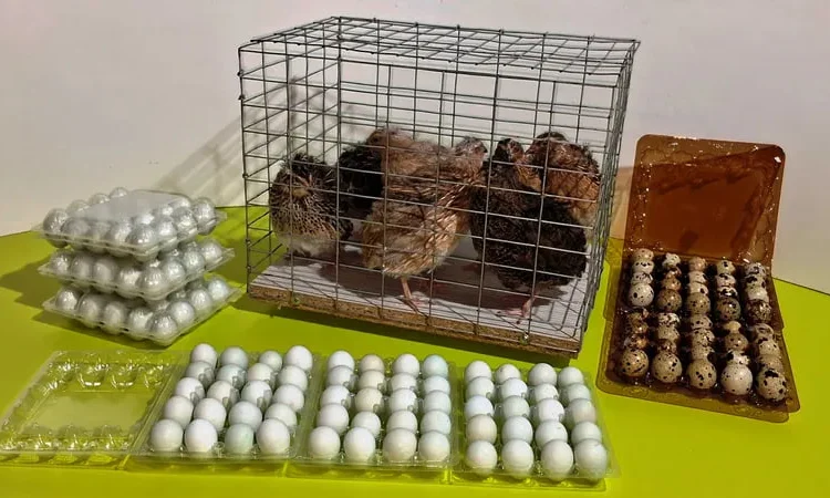 Інкубаційні перепелині яйця Селадон,Техас. - фото № 1