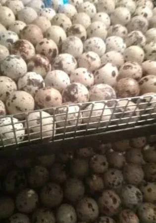 Яйця інкубаційні перепелині. Яйце. Яйце перепела - фото № 1