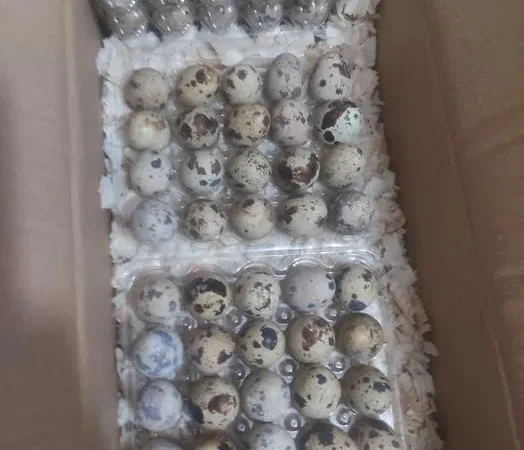 Інкубаційне перепелинне яйце . Яйця перепілячі - фото № 1