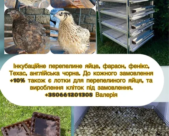 Перепелине інкубаційне яйце 4 порід - фото № 1