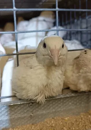 Перепелині яйця, інкубаційні - фото № 1